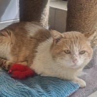 POIS, chat à adopter