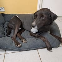 VINYLE, chienne à adopter
