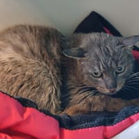 CUKIPU QCT, chat à adopter