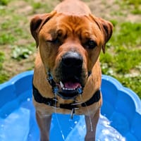 CHEDDAR QCN, chien à adopter