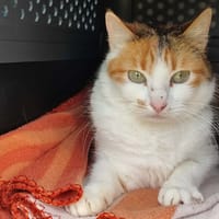 TRAPETTE QCT, chatte à adopter