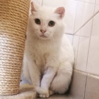 ZILYA, chatte à adopter