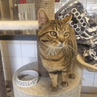 JIVE, chat à adopter