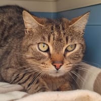 AFAITU QCT, chat à adopter