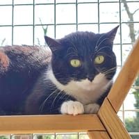 BAHAMAS QCT, chatte à adopter