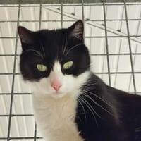 RHODO QCT, chat à adopter