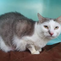 JEAN ERIC CHA, chat à adopter