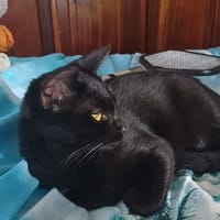 PRINCE chaton réunion, chat à adopter