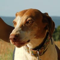 PILKA, chienne à adopter