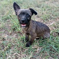 NEELA, chienne à adopter