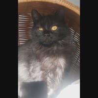 LOUCHA, chatte à adopter