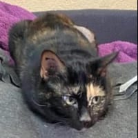 Chloe, chatte à adopter