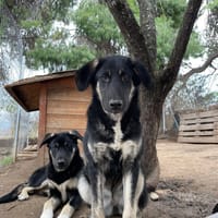 Millie, chienne à adopter