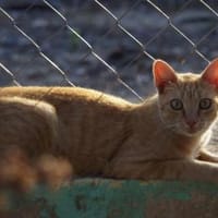Hübscher Kater América, Kater zur Adoption