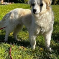 Schüchterne kleine Allie sucht Familie, Hündin zur Adoption