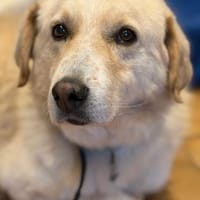 JOHNSON - möchte endlich eine Familie, Hund zur Adoption