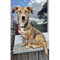 Lani - wartet in 74535 Mainhardt, Hündin zur Adoption