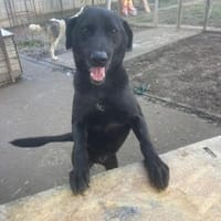 Pippo, Hund zur Adoption