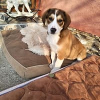 Ellie einfach nur lieb und freundlich, Hündin zur Adoption