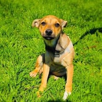 Raya ein kleines Welpenkind, Hündin zur Adoption