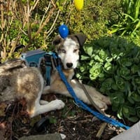 Sandi möchte die Welt entdecken, Hündin zur Adoption