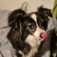 LINAH - zarte süße Hündin sucht Heim, Hündin zur Adoption