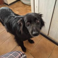 IVONI - süße schwarze Hündin, Hündin zur Adoption