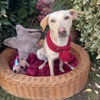Cesare, Hund zur Adoption