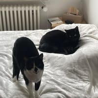Liebe Katzenfreunde Oche & Milla, Kater zur Adoption