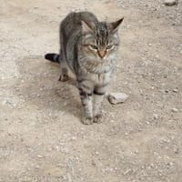 Sanfte, junge Katze Jasmine, Katze zur Adoption