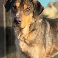 CARLO - Knuddelbär sucht seine Menschen, Hund zur Adoption