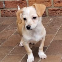 Cookie - zum anbeißen 🍀, Hund zur Adoption