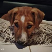 Luca, verspielte Herzensbrecherin, 3 Mo., Hündin zur Adoption