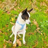 Gutsi einfach nur zauberhaft, Hund zur Adoption