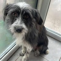 Britta ❤ wartet in 51063 Köln, Hündin zur Adoption