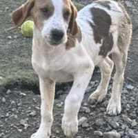 Sunny hübsche Seele bei München, Hündin zur Adoption