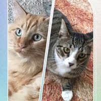 Helferlein Max und Pluto in Bonn/ALM, Kater zur Adoption