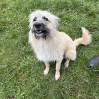 Sammy - Wuschel sucht geduldige Menschen, Hund zur Adoption