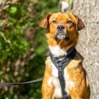 Alaska, Hund zur Adoption