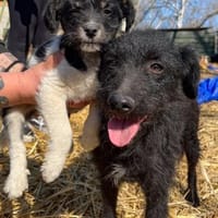 Margó, liebevolle Hundemama, ca. 1 Jahr, Hündin zur Adoption