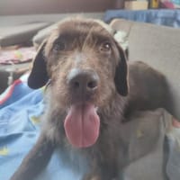 Alfred - Kuschelmonster liebt Kinder !, Hund zur Adoption