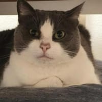 Liebevolle Katzen Falca (blind) u. Kinoa, Katze zur Adoption