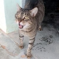 Liebevoller Kater Cádiz, Kater zur Adoption