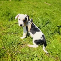 Wendy sucht ein Zuhause, Hündin zur Adoption