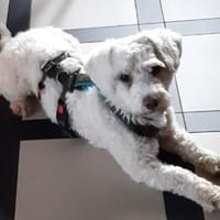 Wolke💕wartet in 34119 Kassel, Hündin zur Adoption