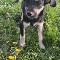 Kurti - Welpe sucht liebevolles Zuhause, Hund zur Adoption