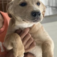 Sandy süße Maus / bei München, Hündin zur Adoption