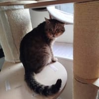 Gandalf der zahnlose Graue, Kater zur Adoption