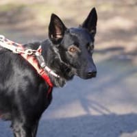 Zorro wartet auf seine Menschen, Hund zur Adoption