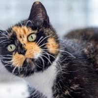 Jean - eigenwillige Schildpattschönheit, Katze zur Adoption